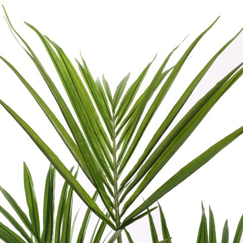 KENTIA PALM X11 150CM GREEN