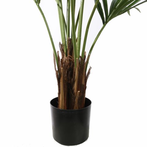 KENTIA PALM X11 150CM GREEN