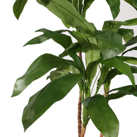 CORDYLINE TREE X3 150CM GREEN