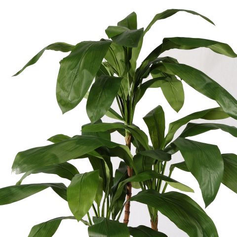 CORDYLINE TREE X3 150CM GREEN
