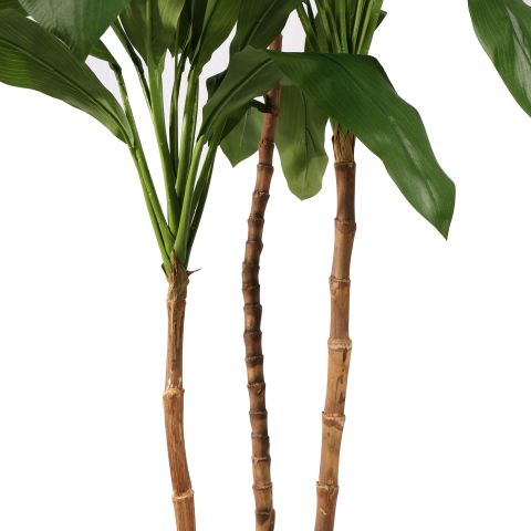 CORDYLINE TREE X3 150CM GREEN