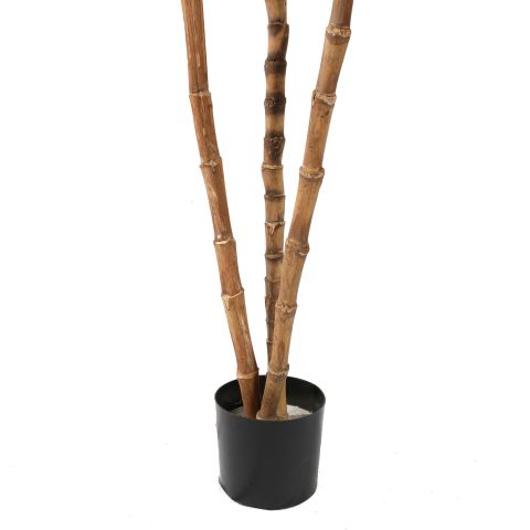 CORDYLINE TREE X3 150CM GREEN