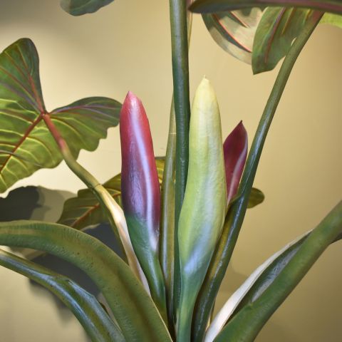 GIANT ALOCASIA TREE X 2 200CM GREEN