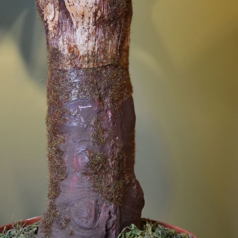 GIANT ALOCASIA TREE X 2 200CM GREEN