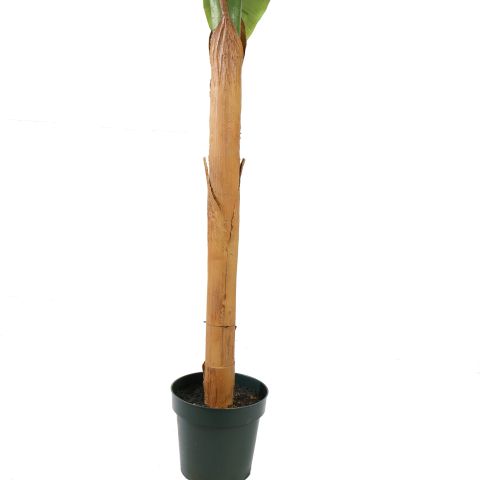 BANANA TREE 240CM GREEN