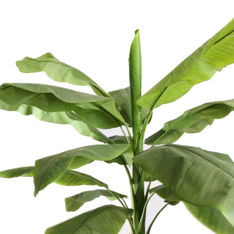 BANANA TREE 270CM GREEN