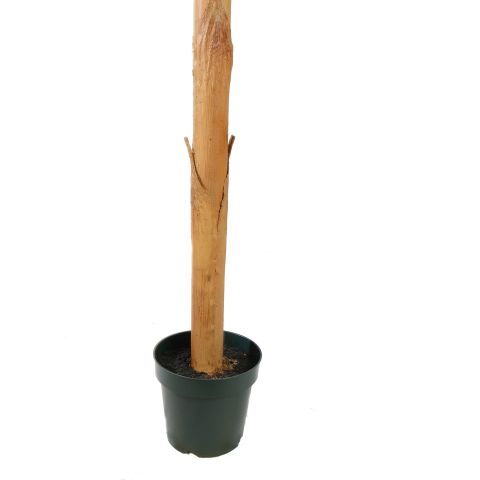 BANANA TREE 270CM GREEN