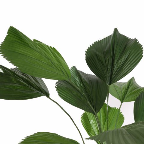 LICUALA GRANDIS PALM 180CM GREEN