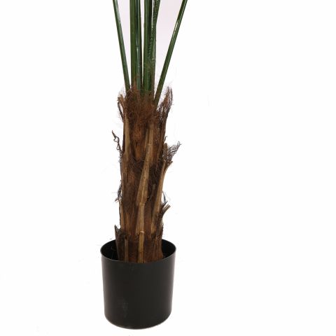 LICUALA GRANDIS PALM 180CM GREEN