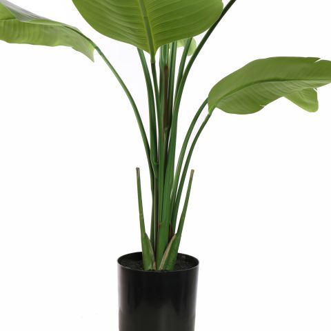 TRAVELLER TREE 150CM GREEN