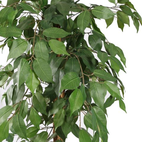 FICUS BASIC 120CM GREEN