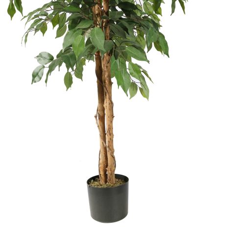 FICUS BASIC 120CM GREEN