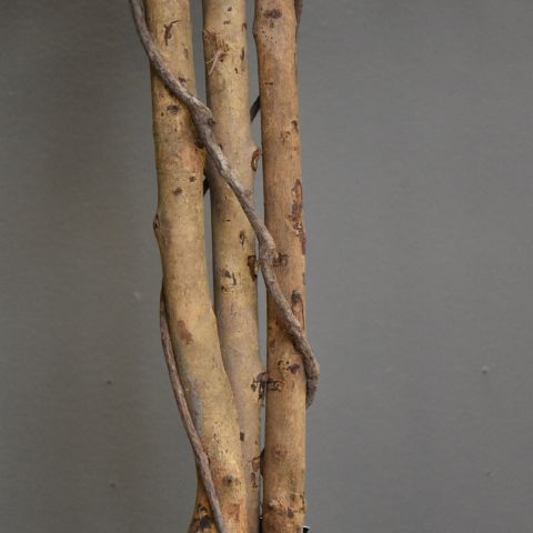 FICUS BASIC 120CM GREEN