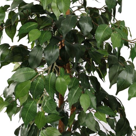 FICUS BASIC 150CM GREEN