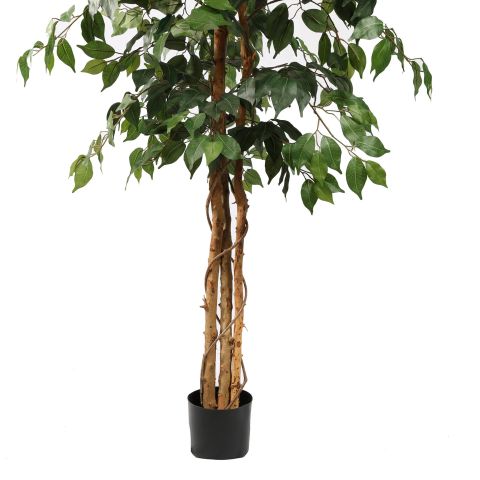 FICUS BASIC 150CM GREEN