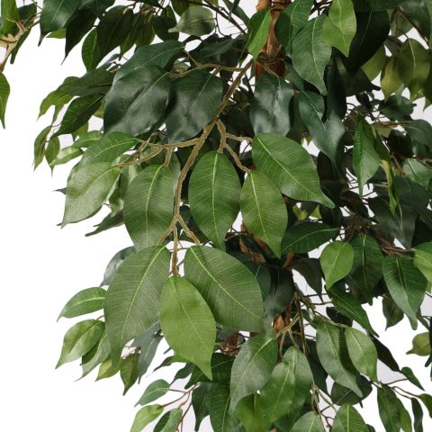 FICUS BASIC 180CM GREEN