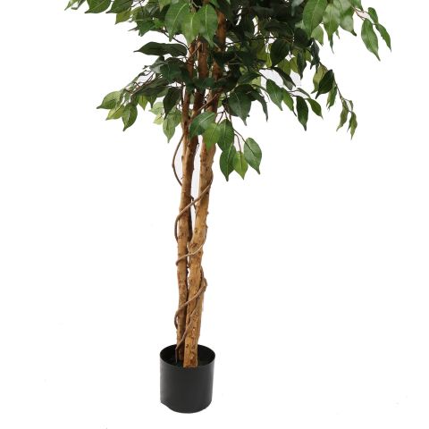 FICUS BASIC 180CM GREEN