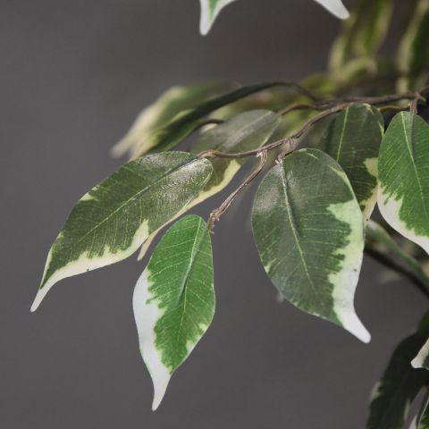 FICUS BASIC 180CM GREEN WHITE