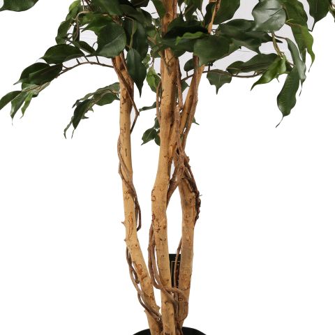 FICUS EXOTICA TREE 180CM GREEN