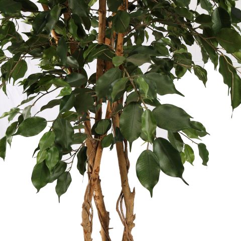 FICUS EXOTICA TREE 210CM GREEN