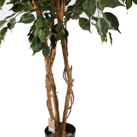 FICUS EXOTICA TREE 210CM GREEN