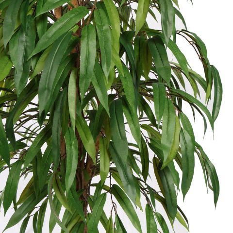 CURVY WEEPING FICUS 180CM GREEN