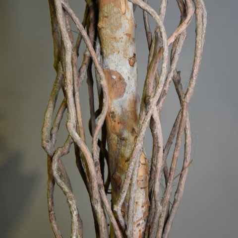 CURVY WEEPING FICUS 180CM GREEN