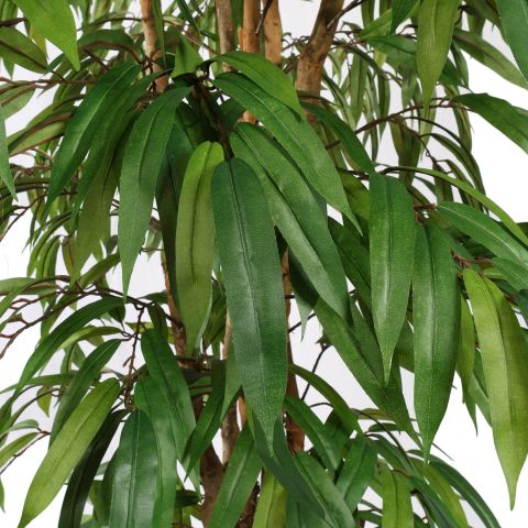 PACIFIC WEEPING FICUS 210CM GREEN