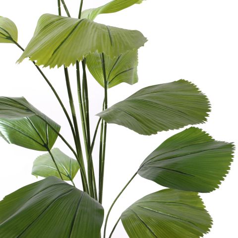 WILD BOMBAY FAN PALM 180CM GREEN