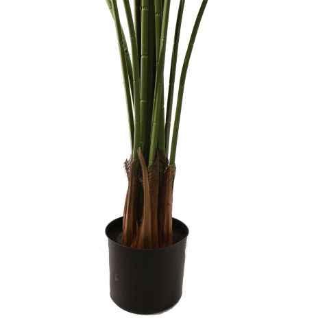 WILD BOMBAY FAN PALM 180CM GREEN