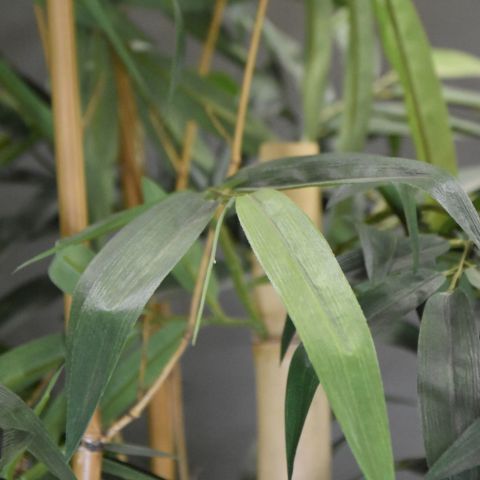 BAMBOO W/GIANT TRUNKS 200CM GREEN