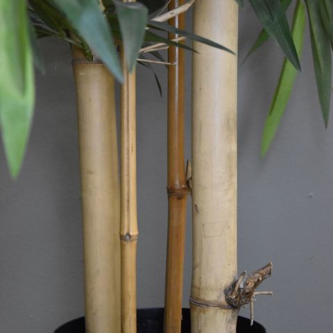BAMBOO W/GIANT TRUNKS 200CM GREEN