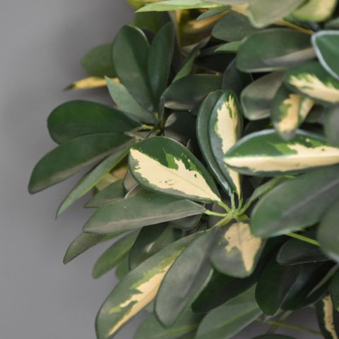 BABY SHEFFLERA TREE 80 CM GREEN YELLOW
