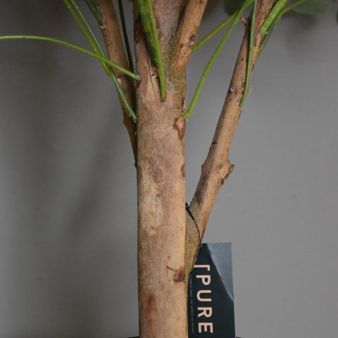 BABY SHEFFLERA TREE 80 CM GREEN YELLOW