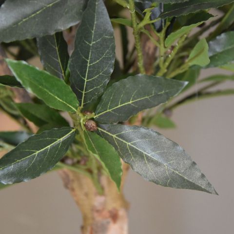 SWEET BAY TOWER TREE 175CM IN POT AS SAMPLE