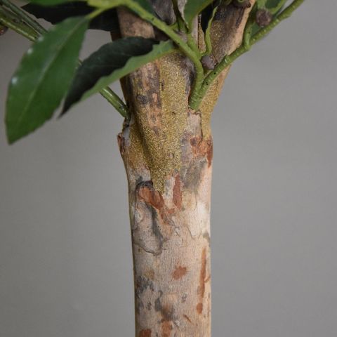 SWEET BAY TOWER TREE 175CM IN POT AS SAMPLE