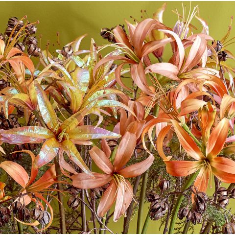 AMARYLLIS SHINY 80CM YELLOW
