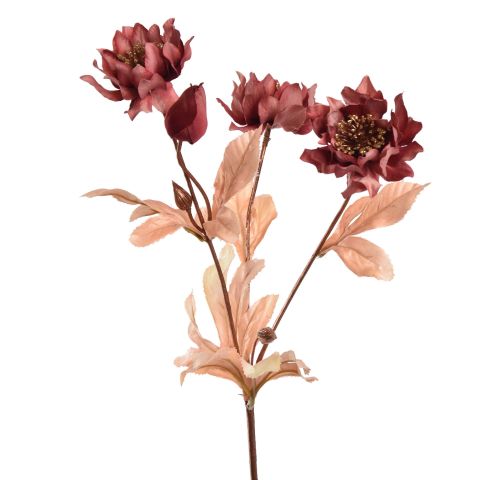 HELLEBORUS 66CM ROSE MASSALA