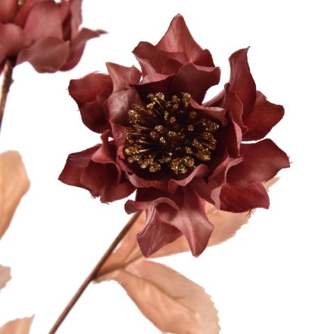 HELLEBORUS 66CM ROSE MASSALA