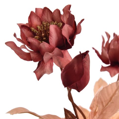 HELLEBORUS 66CM ROSE MASSALA