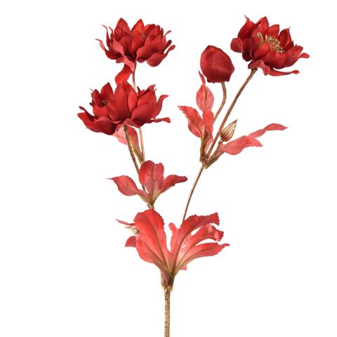 HELLEBORUS 66CM GOLD RED