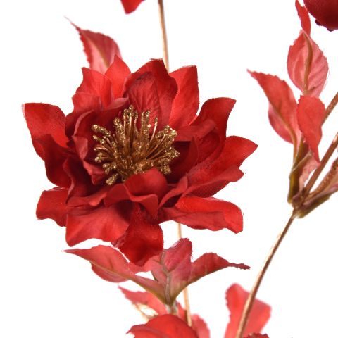 HELLEBORUS 66CM GOLD RED