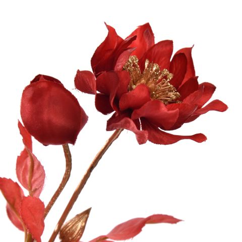 HELLEBORUS 66CM GOLD RED