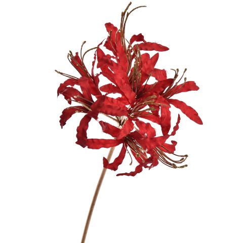LYCORIS RADIATA 70CM GOLD RED