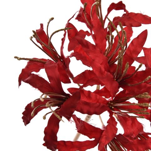 LYCORIS RADIATA 70CM GOLD RED