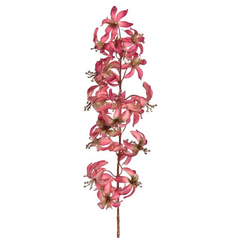 MARTAGON LILY 105CM ROSE BEAUTY
