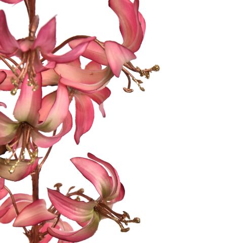 MARTAGON LILY 105CM ROSE BEAUTY