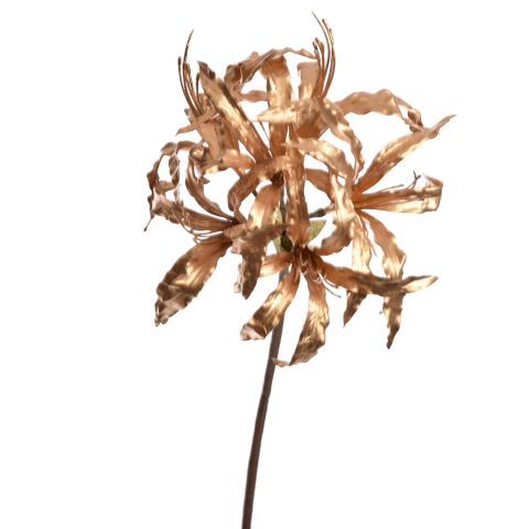 LYCORIS RADIATA 95CM GOLD