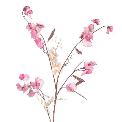 SWEET PEA 120CM ROSE BEAUTY