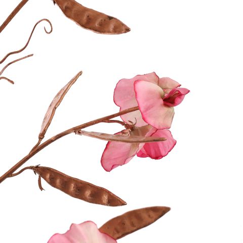 SWEET PEA 120CM ROSE BEAUTY